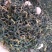 红茶云南红茶滇红茶