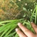 韭菜头茬