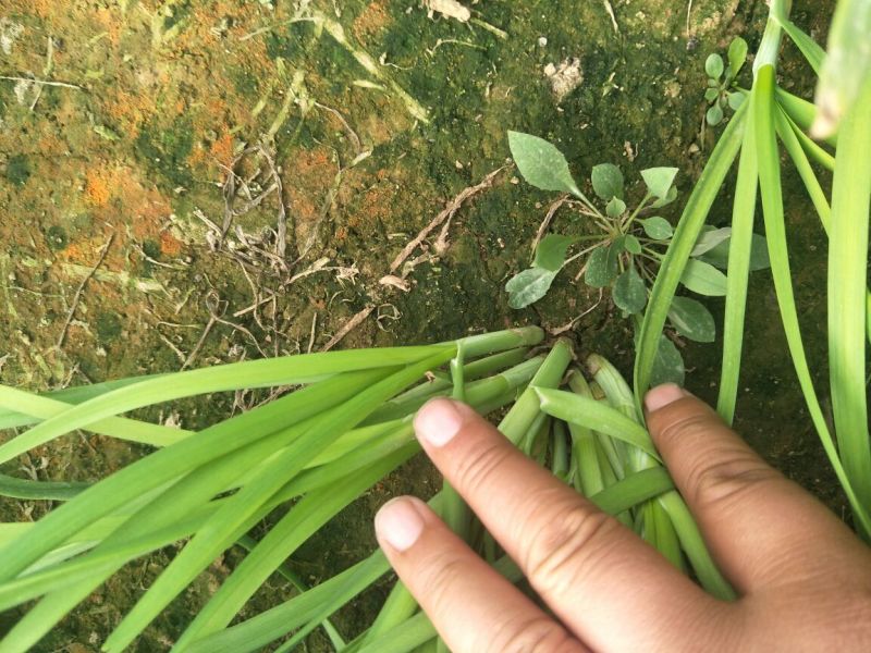 韭菜头茬
