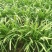 韭菜头茬