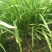 韭菜头茬
