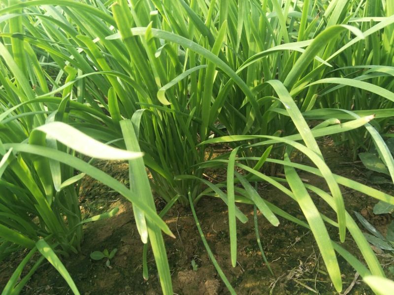 韭菜头茬