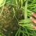 韭菜头茬