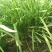 韭菜头茬