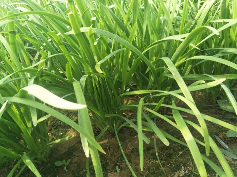 韭菜头茬