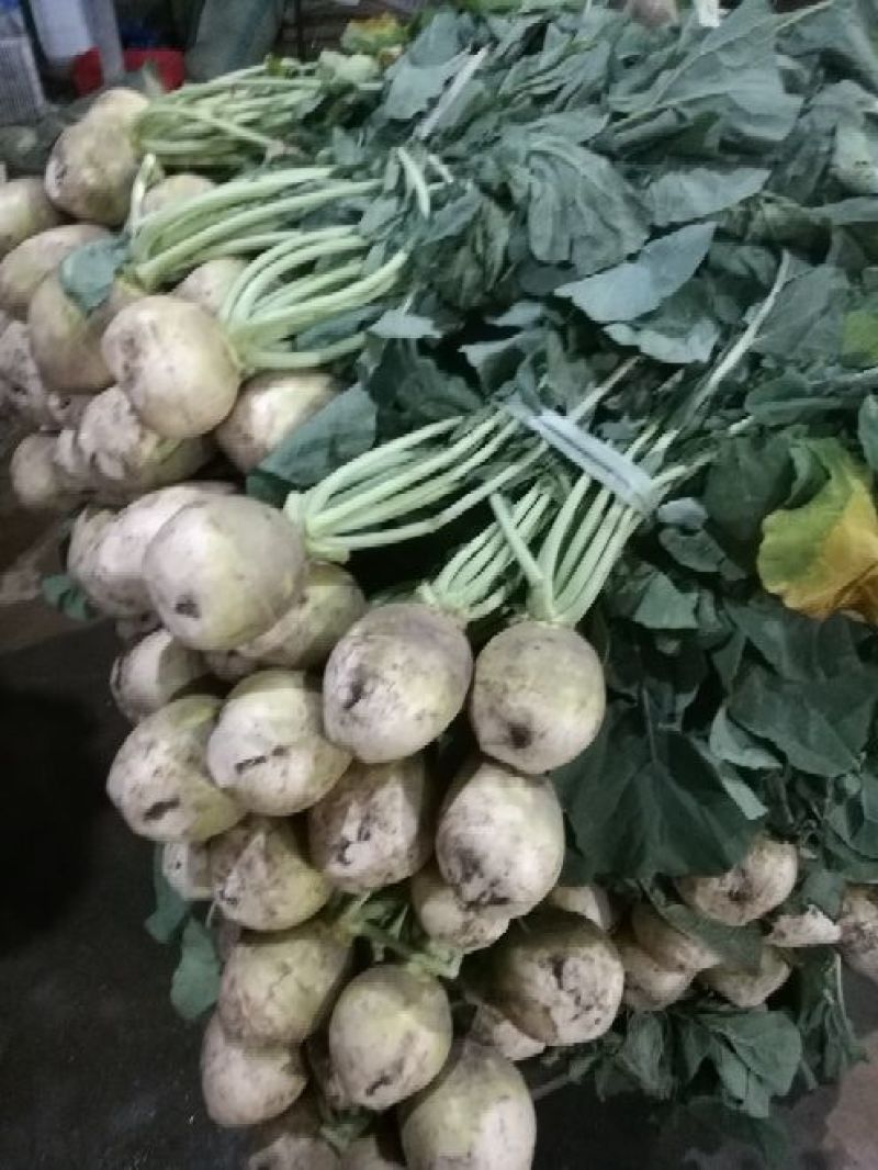 芥菜头/疙瘩/酱菜厂原料/6000亩基地直供/一手货源