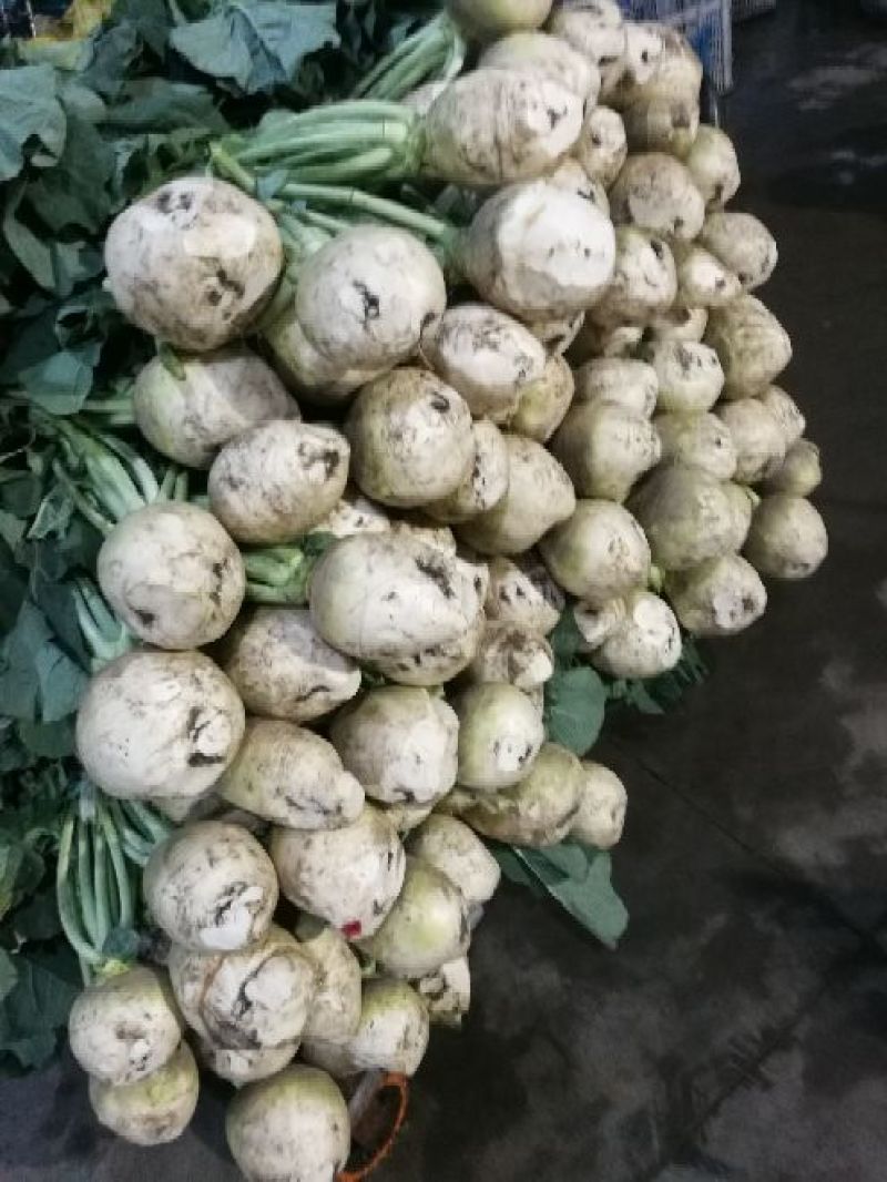 芥菜头/疙瘩/酱菜厂原料/6000亩基地直供/一手货源