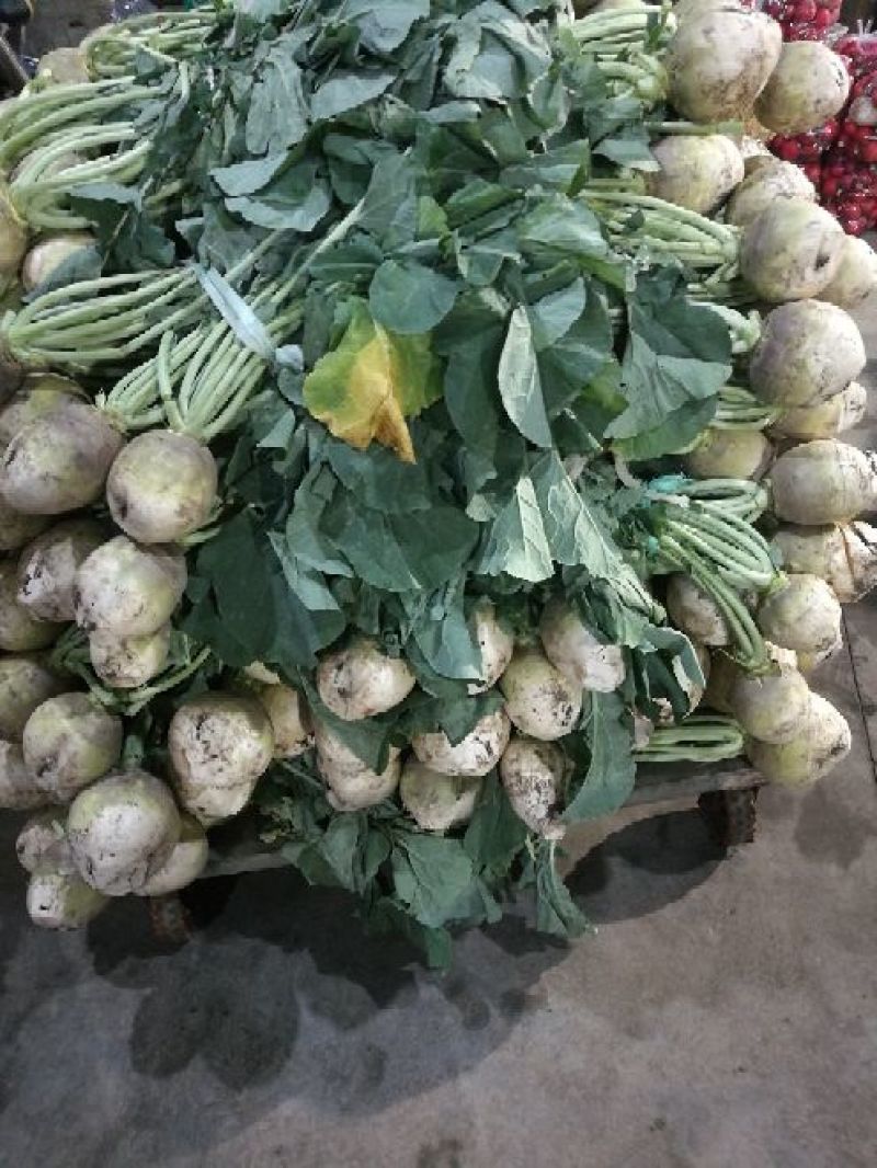 芥菜头/疙瘩/酱菜厂原料/6000亩基地直供/一手货源