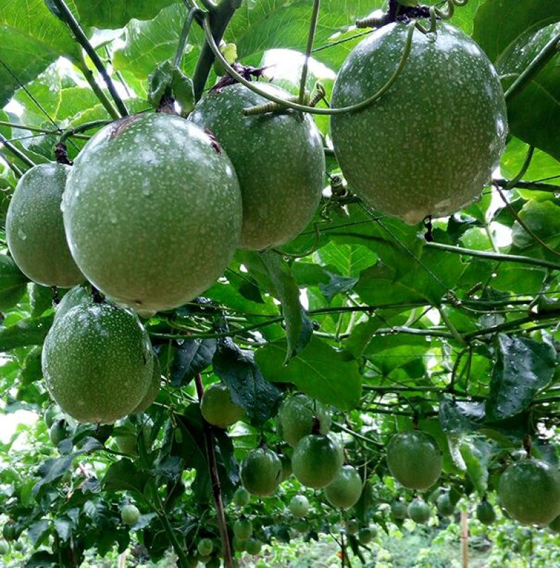 黄金百香果苗