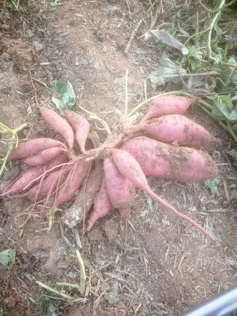 红薯淀粉散装无掺无渣
