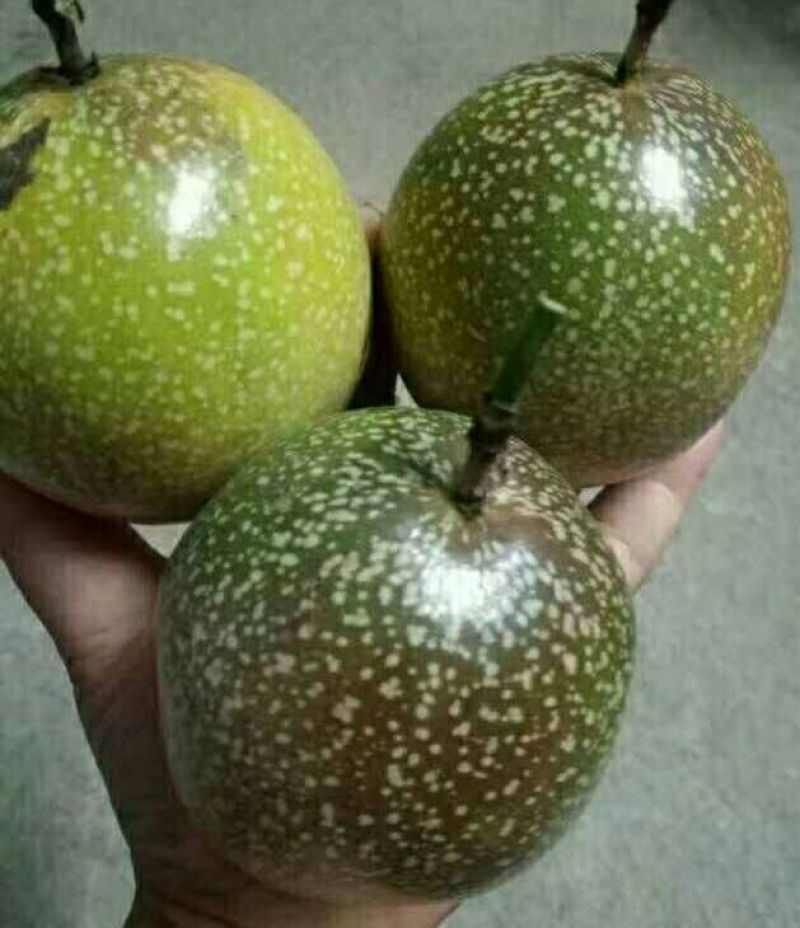 黄金百香果苗