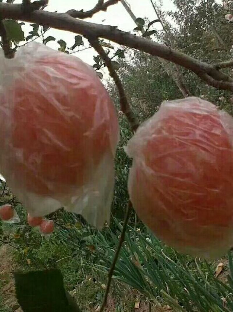 苹果陕西大荔纸加膜红富士苹果大量出库中优质货源
