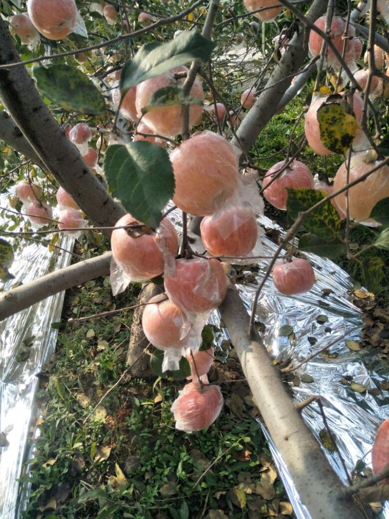 苹果陕西大荔纸加膜红富士苹果大量出库中优质货源