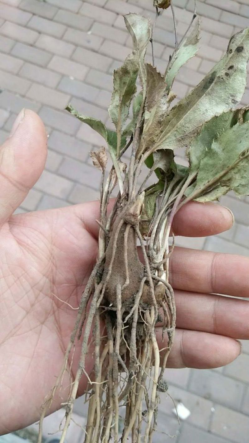 苍术种苗