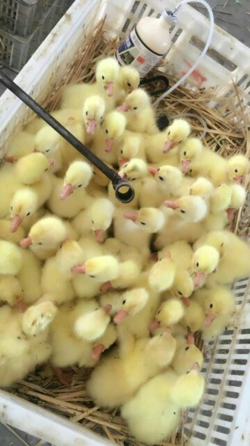 鹅苗250g以下