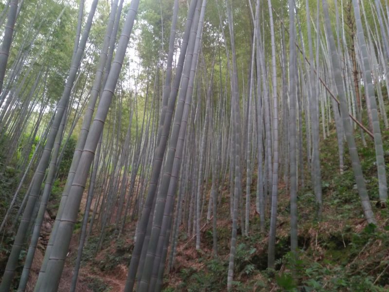 楠竹6cm以上6米以上
