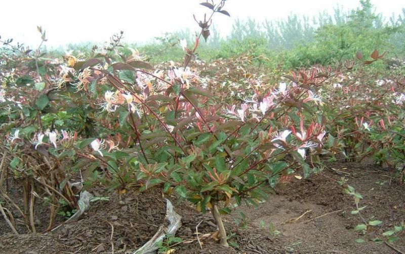 金银花1米以下