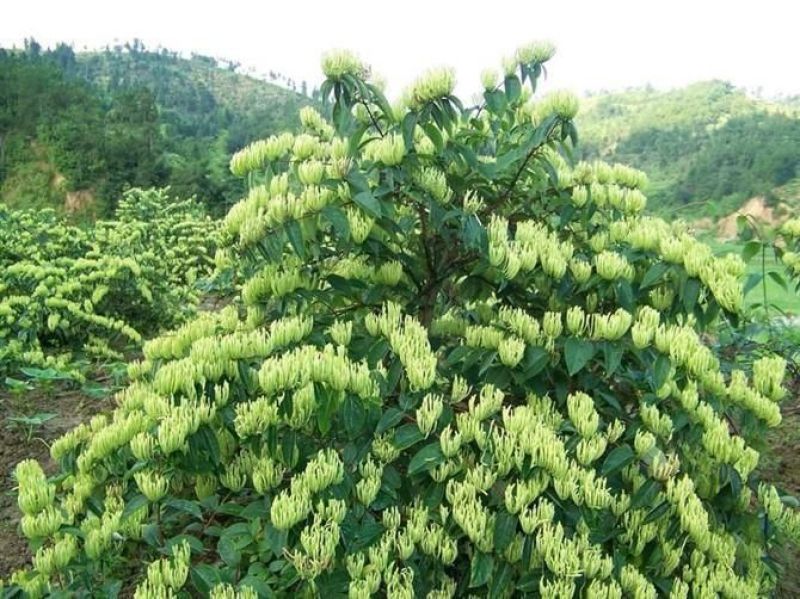 金银花1米以下