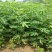 金银花1米以下