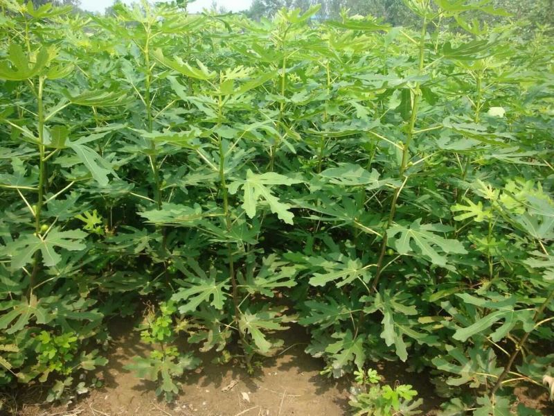 金银花1米以下