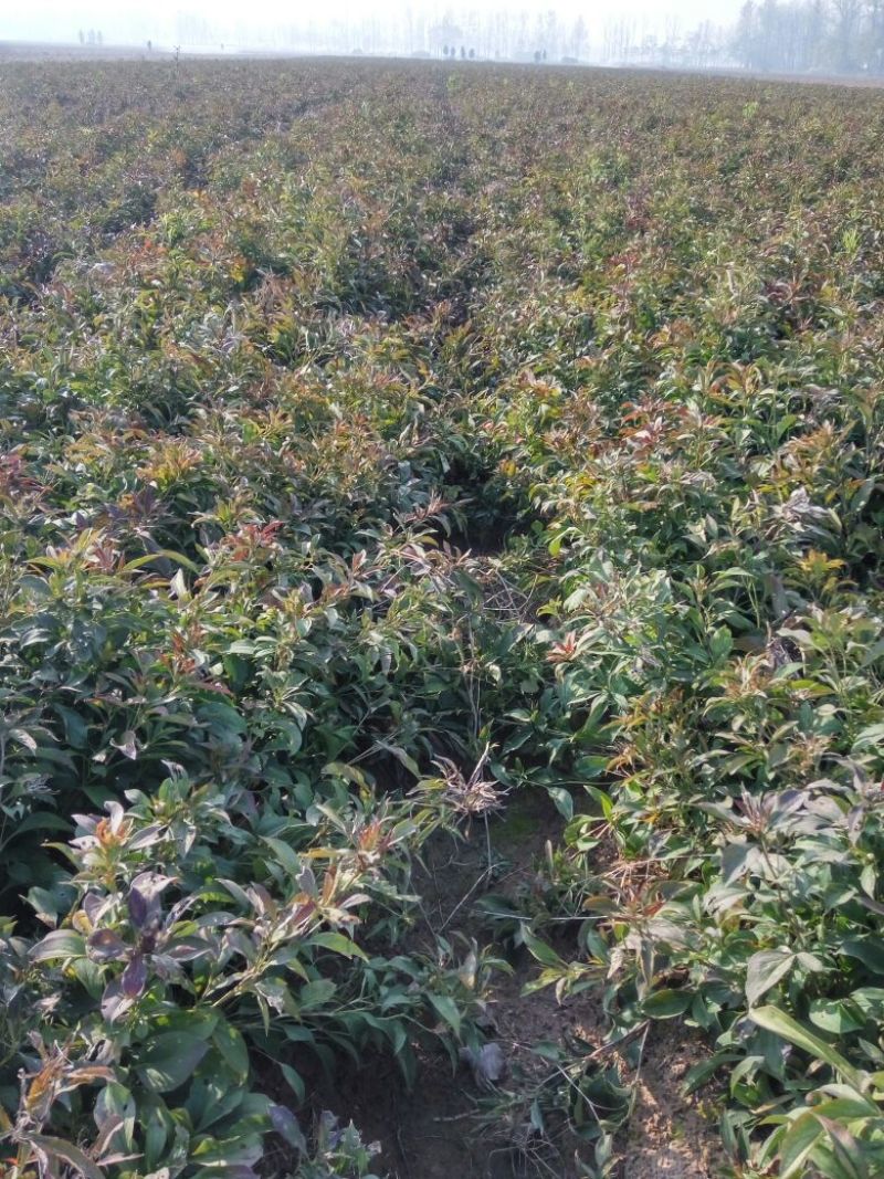 改良白术芽20~25克