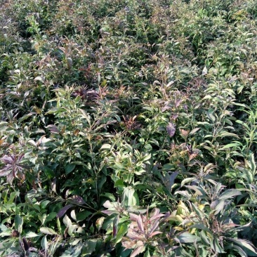 改良白术芽20~25克