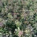 改良白术芽20~25克