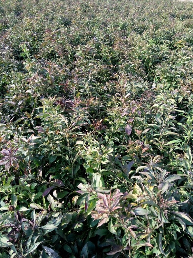 改良白术芽20~25克