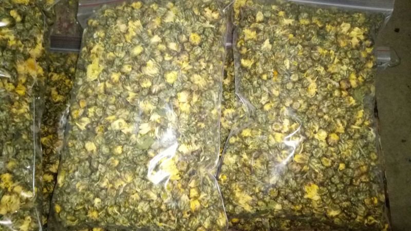 菊花茶特级