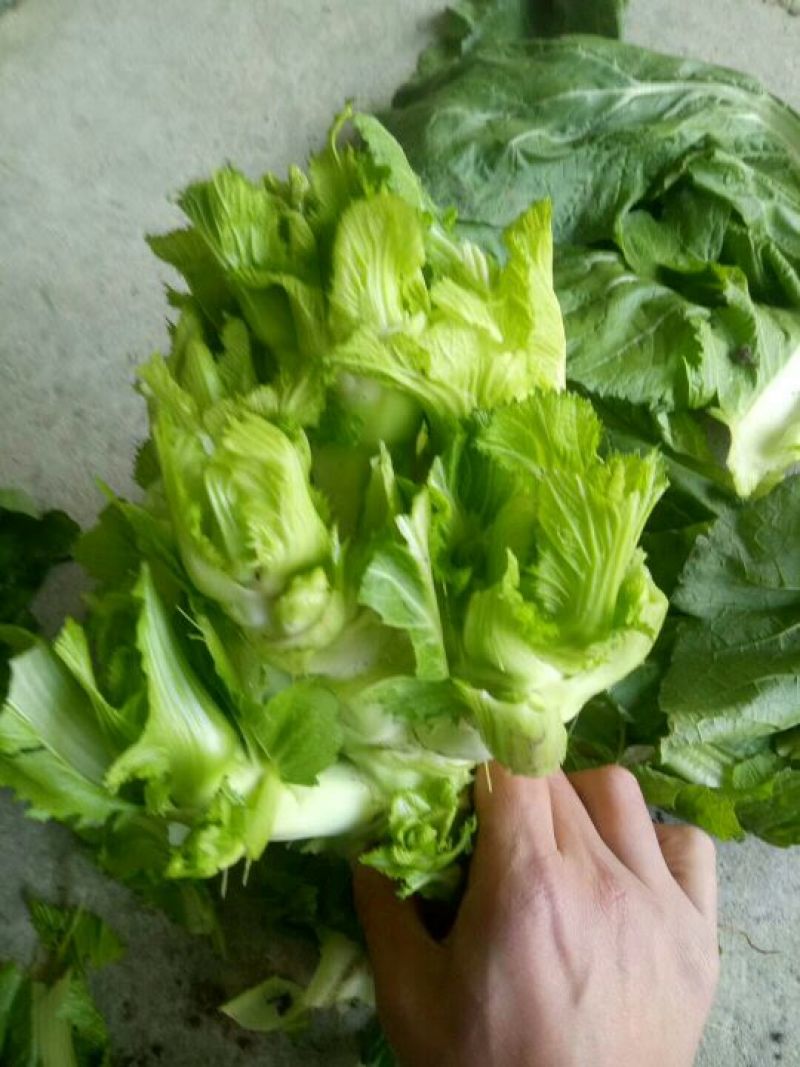 儿菜3两以上