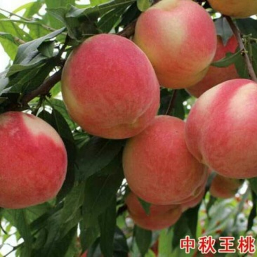 直销中秋王桃,中桃8号,中桃9号,中桃22等各种优质桃树