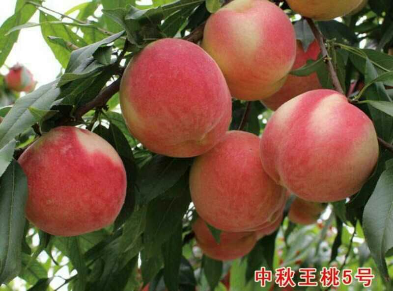 直销中秋王桃，中桃8号，中桃9号，中桃22等各种优质桃树