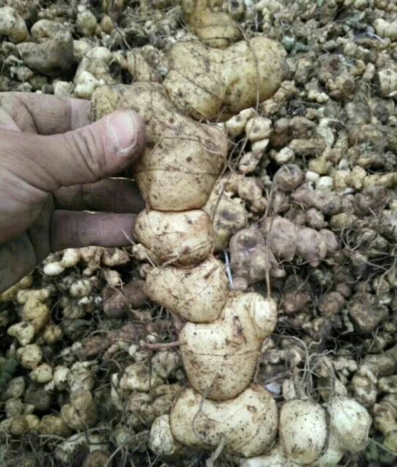 黄精甜统个