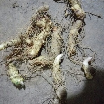 黄精甜统个