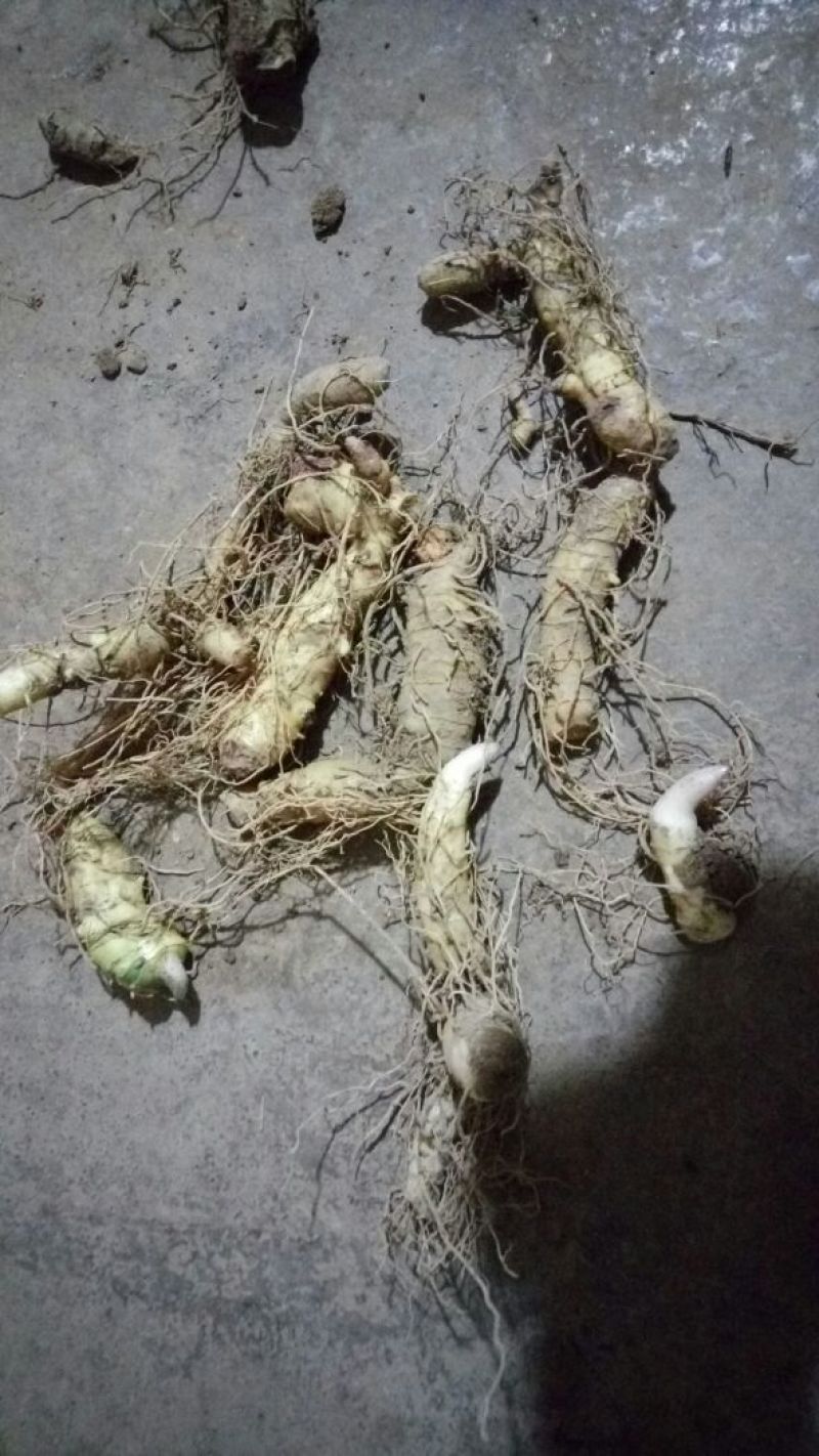 黄精甜统个