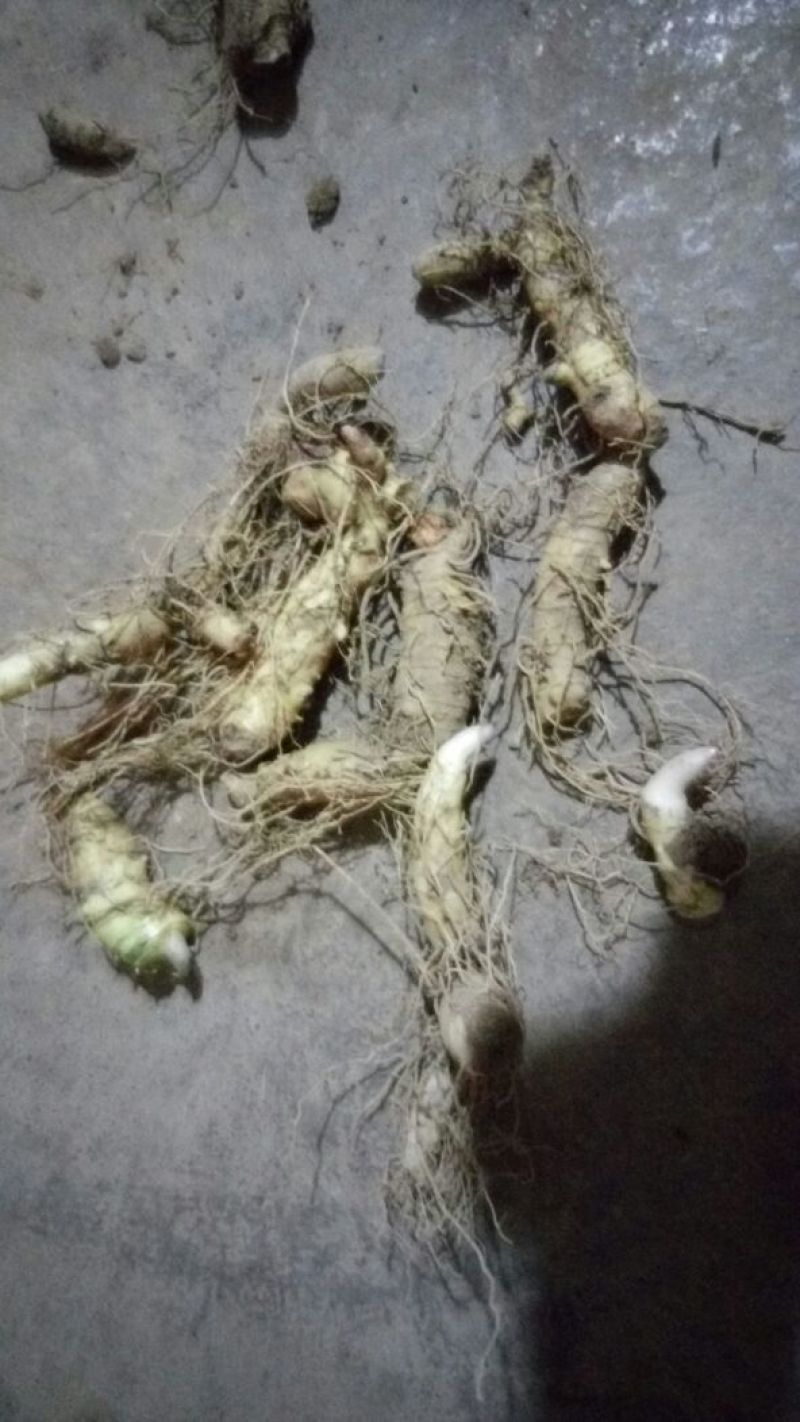 黄精甜统个
