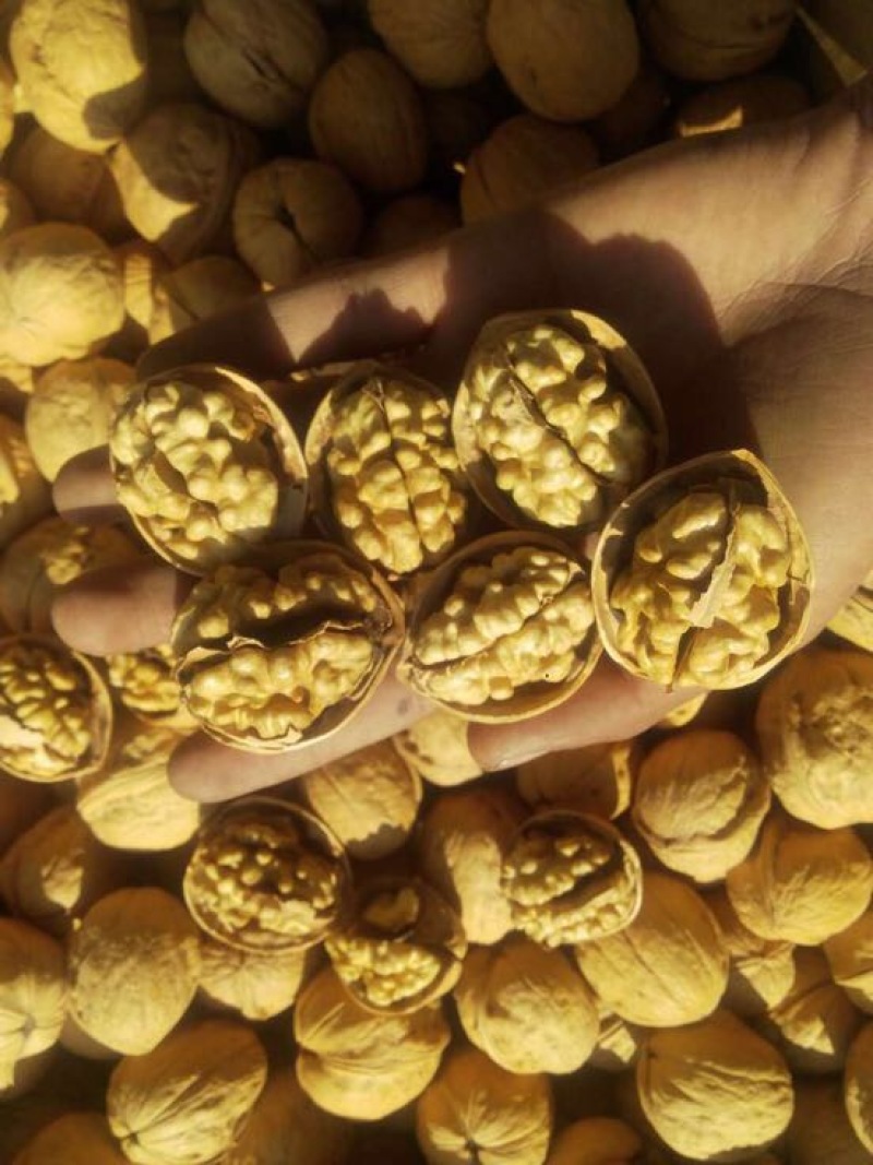纸皮核桃25~35mm去皮干
