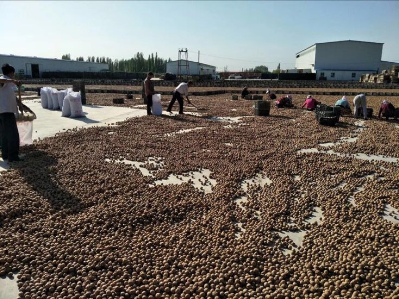 纸皮核桃25~35mm去皮干