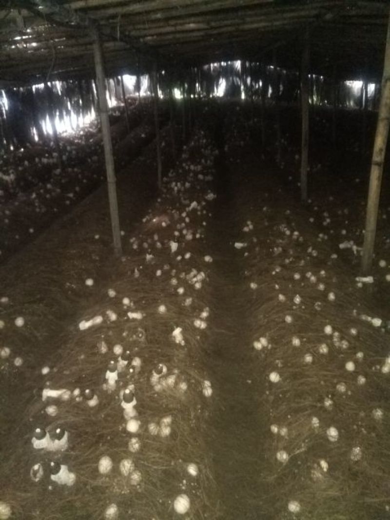 竹荪一级