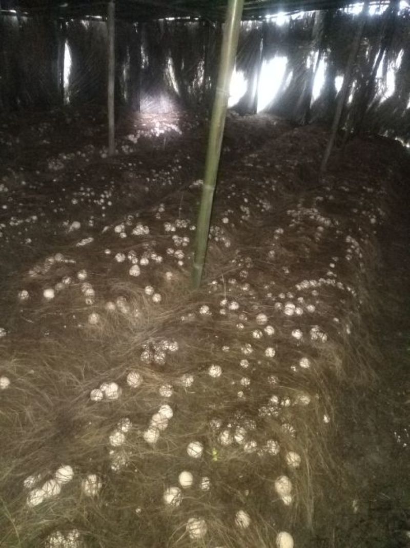 竹荪一级