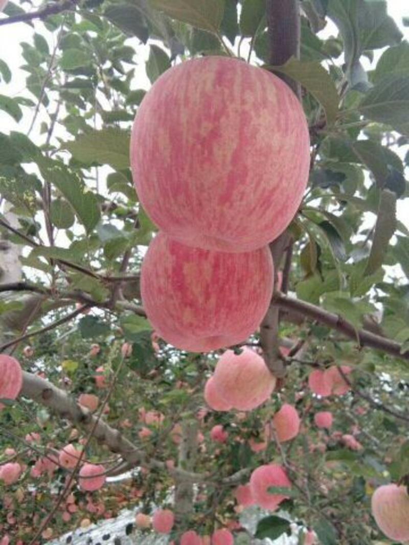 红富士苹果批发价格，陕西红富士苹果，大荔红富士苹果
