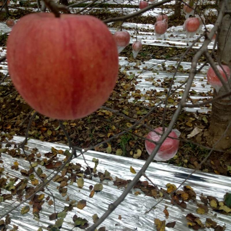红富士苹果批发价格，陕西红富士苹果，大荔红富士苹果