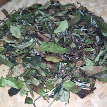 福鼎白茶一级