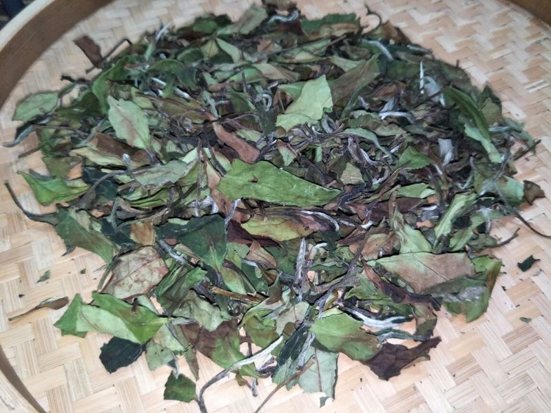 福鼎白茶一级