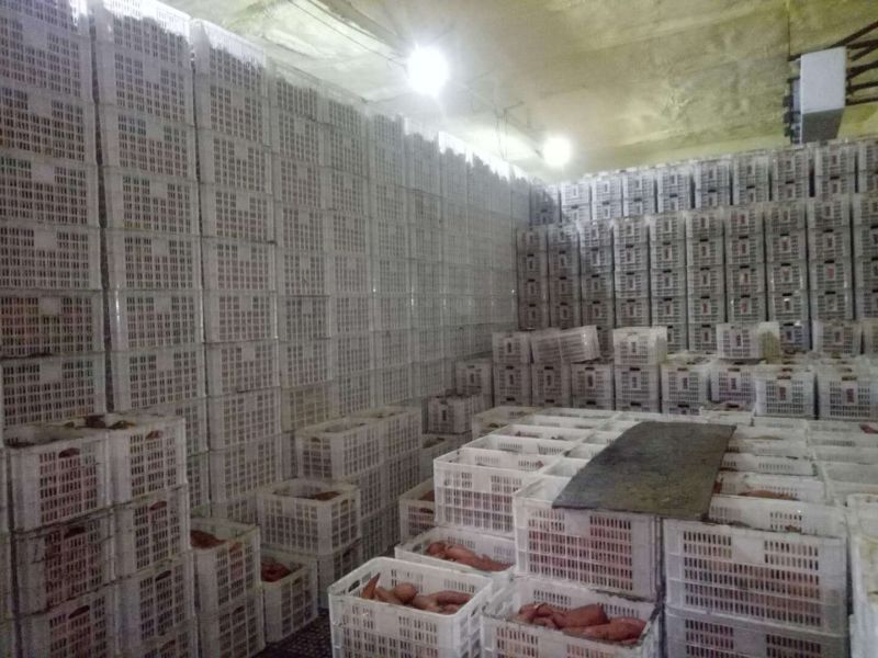 红薯3两以上商品薯商薯19白心
