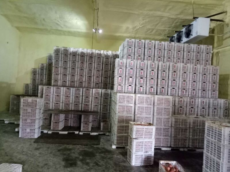 红薯3两以上商品薯商薯19白心