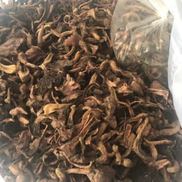 松蘑二级