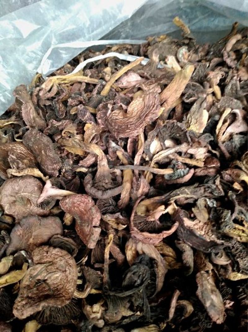 松蘑二级