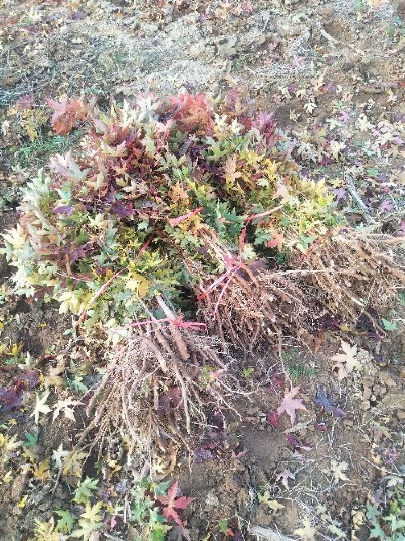 五角枫苗40~50cm
