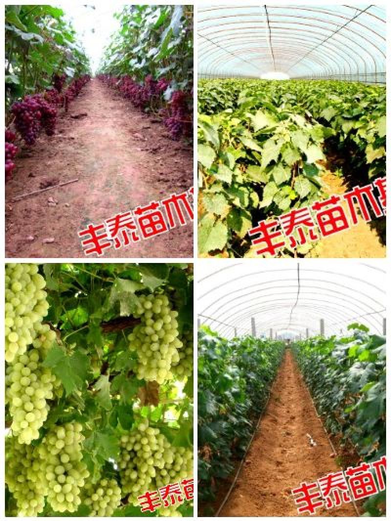 妮娜皇后葡萄苗山东葡萄苗基地，保证纯度质量